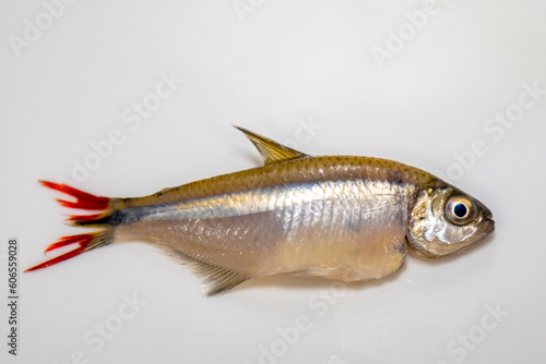 Lambari do Rabo Vermelho (Astyanax bimaculatus) typical Brazilian freshwater fish photo