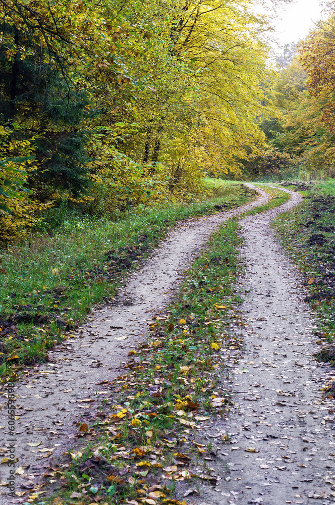 Autumn forest. Yellow and red leaves on trees in autumn. A forest road.