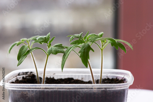 Tomato sprouting in a plastic container on a windowsill.