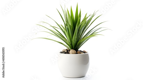 yucca plant potted in a container isolated on white background create with ia
