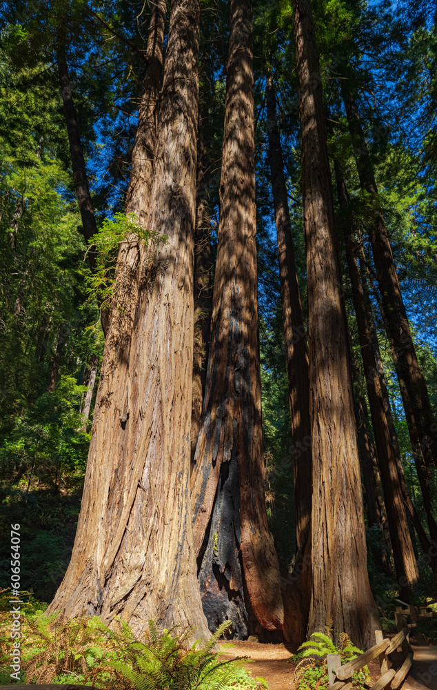 Φωτογραφία Hiking trails through giant redwoods in Muir forest near San Francisco, Californ