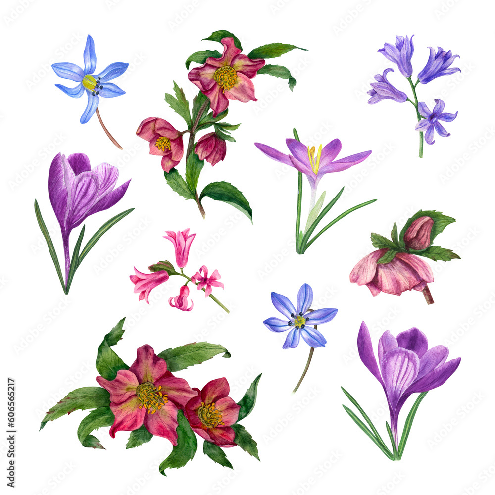 Set of watercolor blue and pink hyacinths, hellebores, crocuses, scilla isolated on transparent background. Botanical illustration of spring flowers for design of greetings, invitations