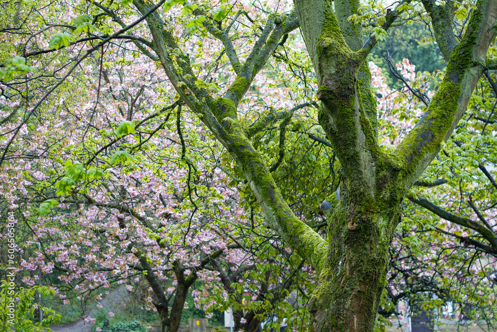 Fototapeta premium Blossom Tree