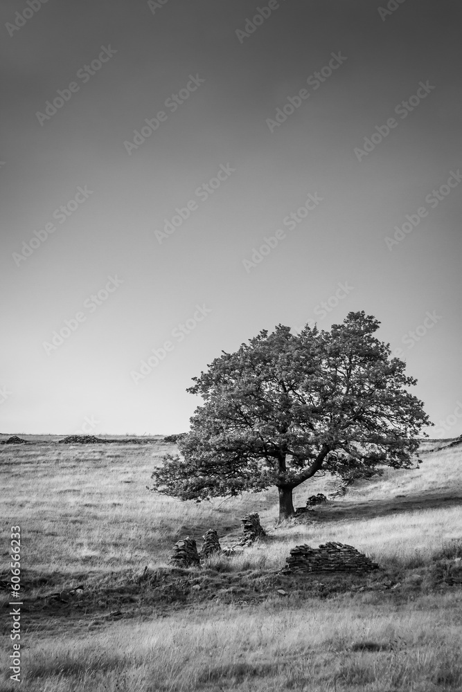 Obraz premium Tree on hillside