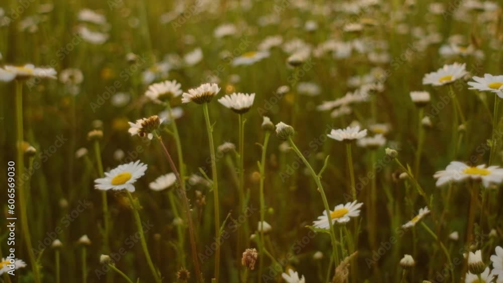 Selective focus of beautiful chamomile fields. Daisy flowers on summer day during beautiful sunset. White daisies in wind swaying. Concept nature, biology, fauna, environment, ecosystem. Slow motion Selective focus of beautiful chamomile fields. Daisy flowers on summer day during beautiful sunset. White daisies in wind swaying. Concept nature, biology, fauna, environment, ecosystem. Slow motion