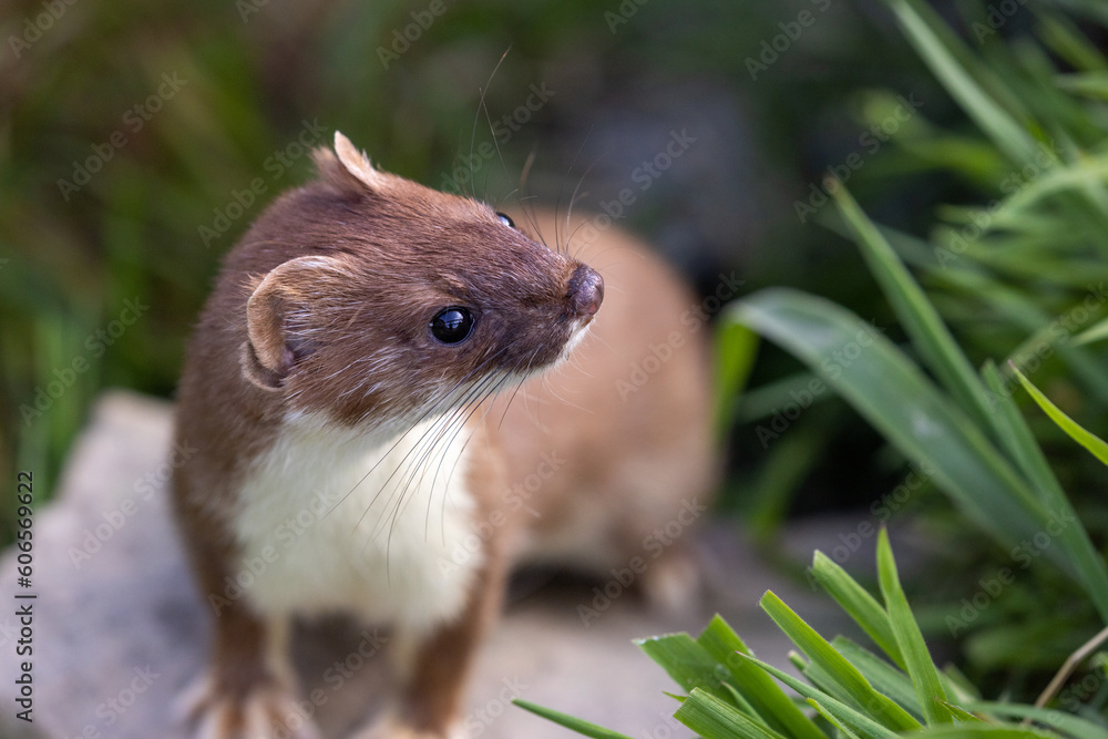 European polecat, generally known as the common polecat, black polecat and forest polecat, is a mustelid species native to western Eurasia and North Africa. European polecat, generally known as the common polecat, black polecat and forest polecat, is a mustelid species native to western Eurasia and North Africa.