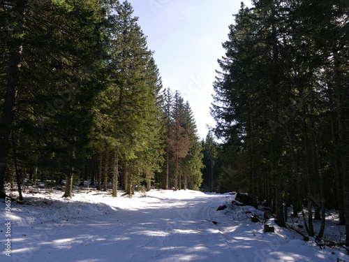 Forêt de sapin d'Auvergne en Hiver
