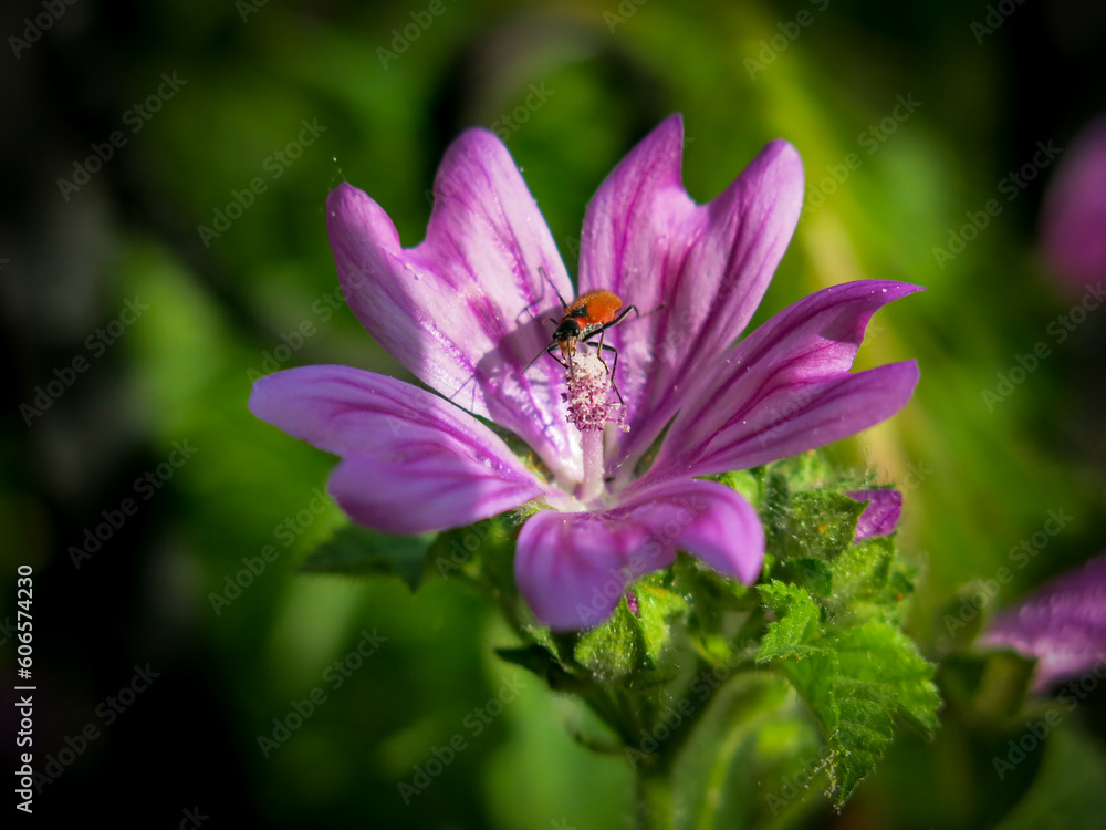 Macro photo of insect collecting pollen inside purple malva sylvestris flower among green leaves Macro photo of insect collecting pollen inside purple malva sylvestris flower among green leaves