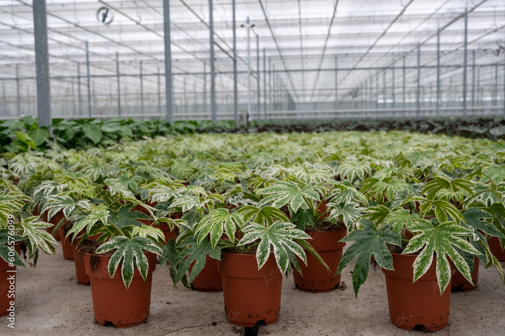 Cultivation of differenent tropical and exotic indoor palms and evergreen plants in glasshouse in Westland, North Holland, Netherlands. Flora industry Cultivation of differenent tropical and exotic indoor palms and evergreen plants in glasshouse in Westland, North Holland, Netherlands. Flora industry