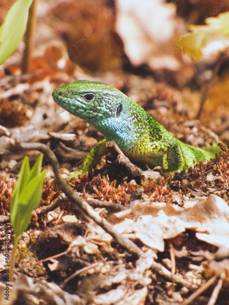 Lizard green on a tree Lizard green on a tree