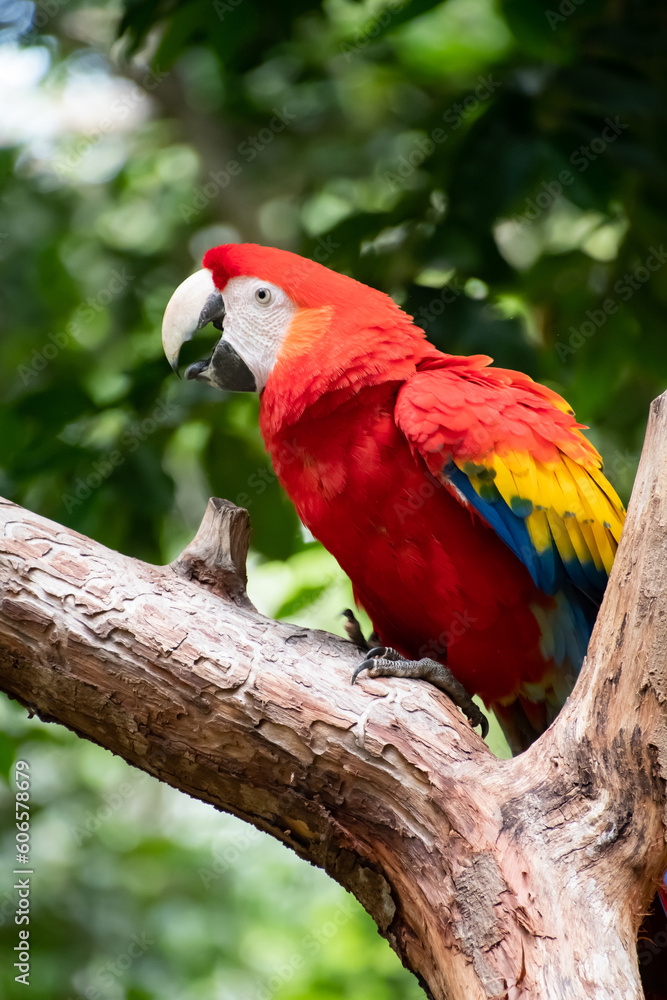 Beautiful and colorful scarlet macaw standing on a tree trunk in the middle of a tropical rainforest.