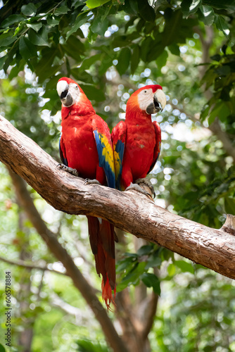Pair of big parrots Scarlet Macaw, Ara macao, in forest habitat. Two red birds sitting on branch. Wildlife love scene from tropical forest nature. © Claudia Luna