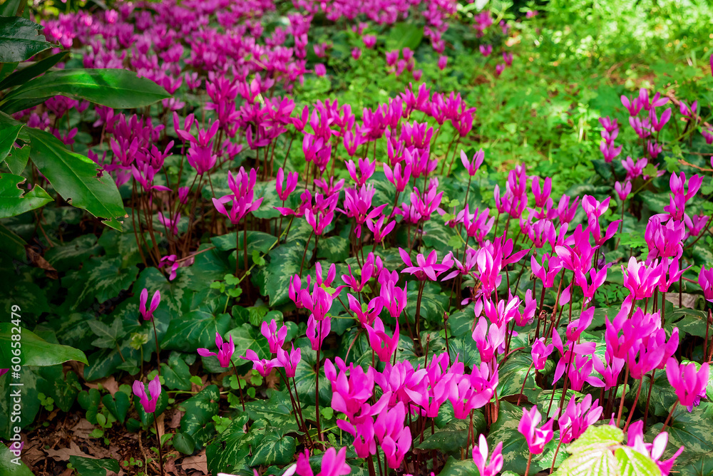Cyclamen coum flowers natural on forest floor Cyclamen coum flowers natural on forest floor