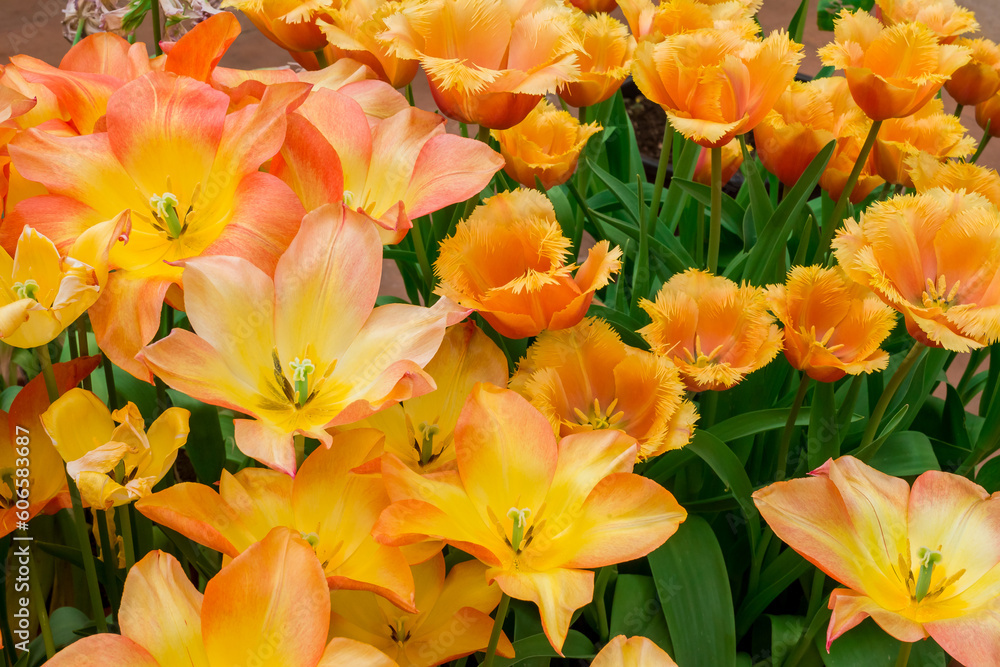 Multicolored tulips growing in the garden