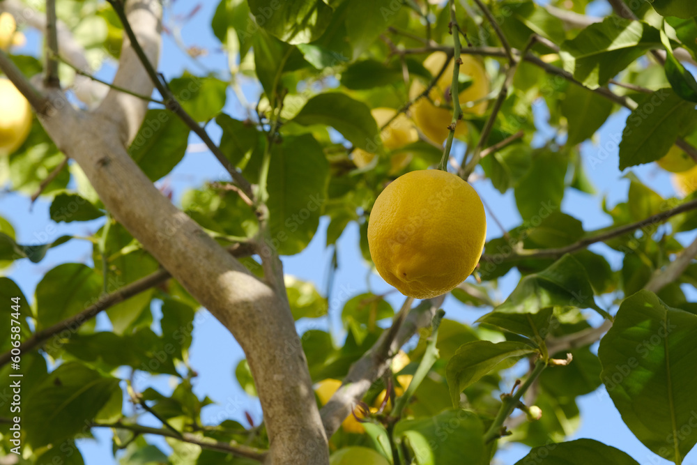 fruits of lemon tree of genus Citrus of Rutaceae family, garden in valley, plantation trees genus Citrus family Rutaceae, healthy food, vitamin c, industrial citrus fruit production