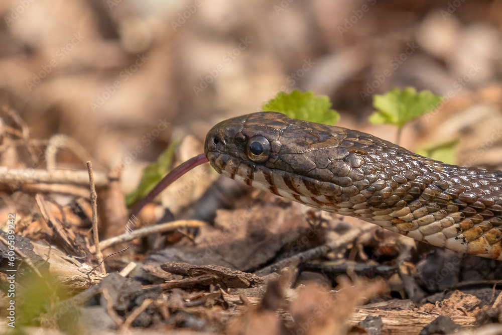 Brown Water Snake moves along the ground Brown Water Snake moves along the ground