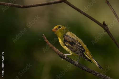 Female American Goldfinch perched on a tree branch