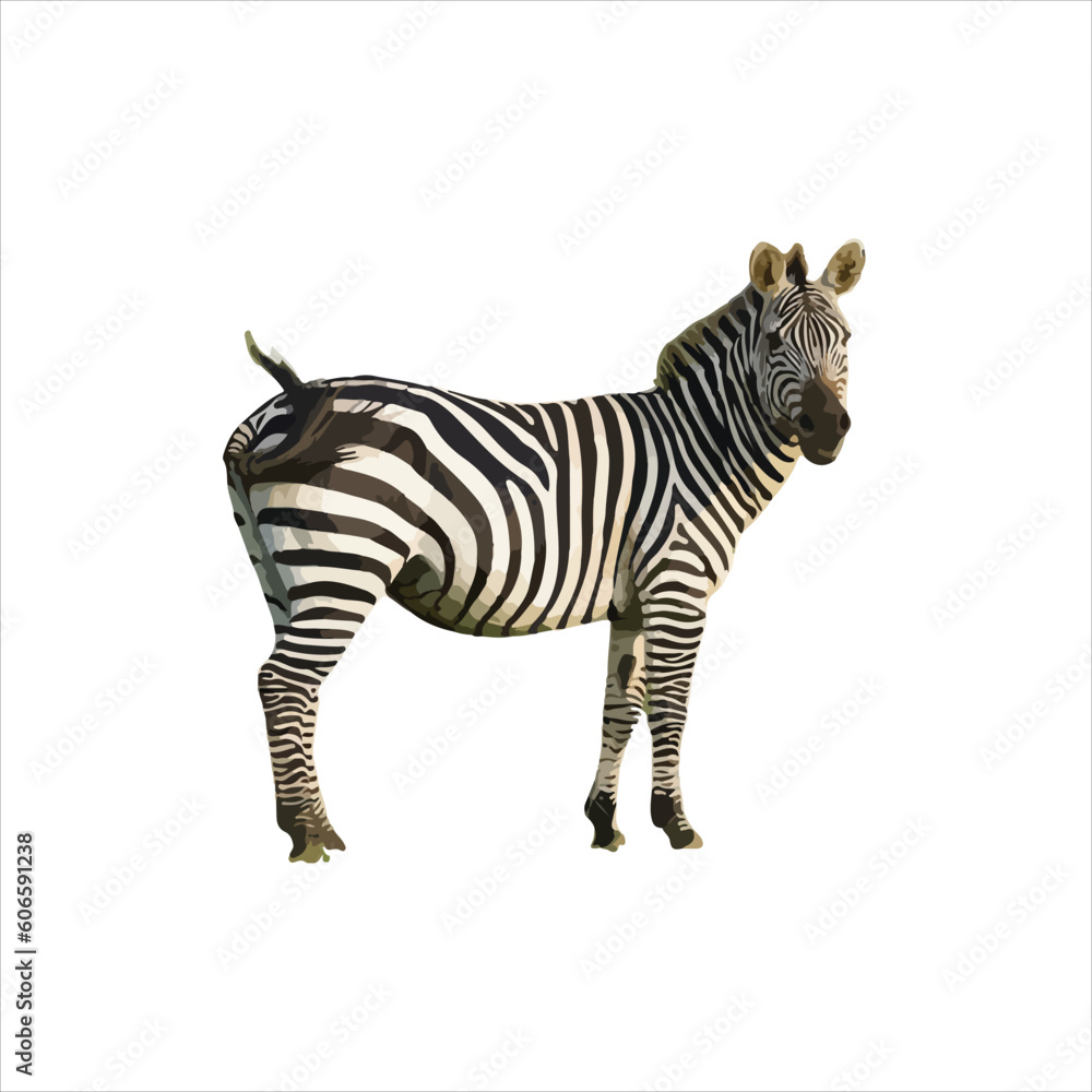 Fototapeta premium zebra isolated on white