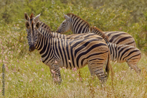 Zebra in Kruger Park, South Africa © Jeff