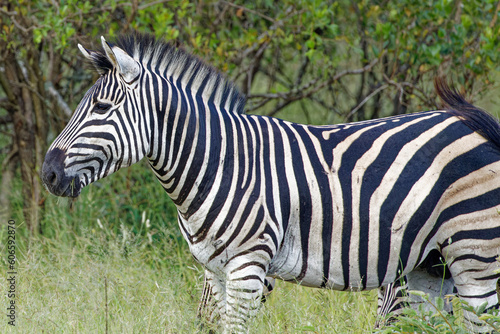 Zebra in Kruger Park, South Africa