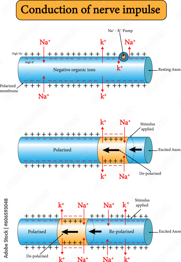 Фотография vector illustration nerve impulse transmission along neuron