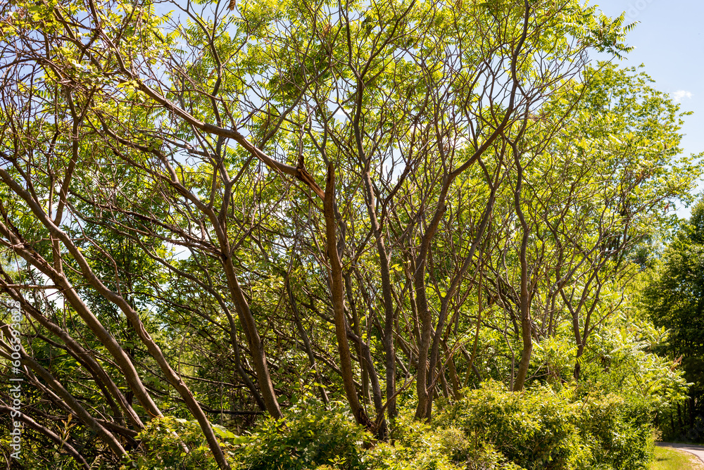 Fototapeta premium Staghorn Sumac Leaves Growing In Summer