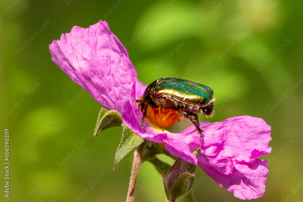 A green beetle on a Pink rock-rose flower. Protaetia cuprea. A green beetle on a Pink rock-rose flower. Protaetia cuprea.