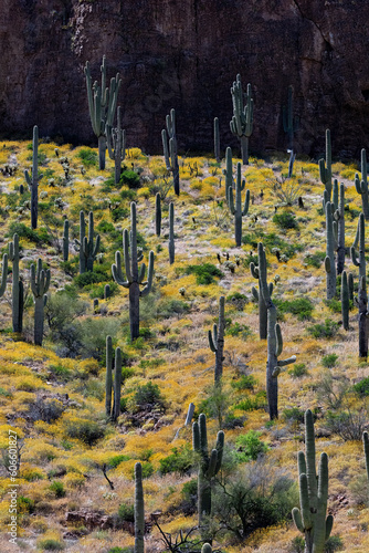 Saguaro Forest, Tonto National Monument photo