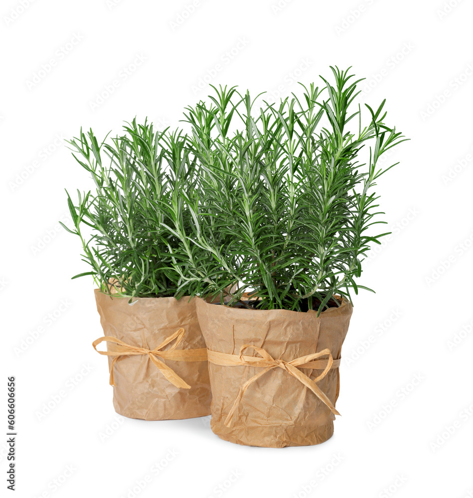 Aromatic green rosemary in pots on white background Aromatic green rosemary in pots on white background