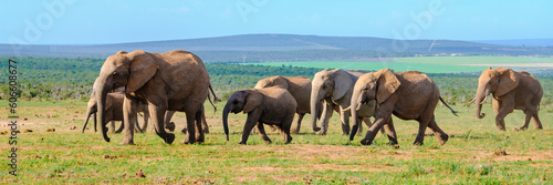 Addo Elephant Park South Africa  Family of Elephants in Addo elephant park during game drive safari