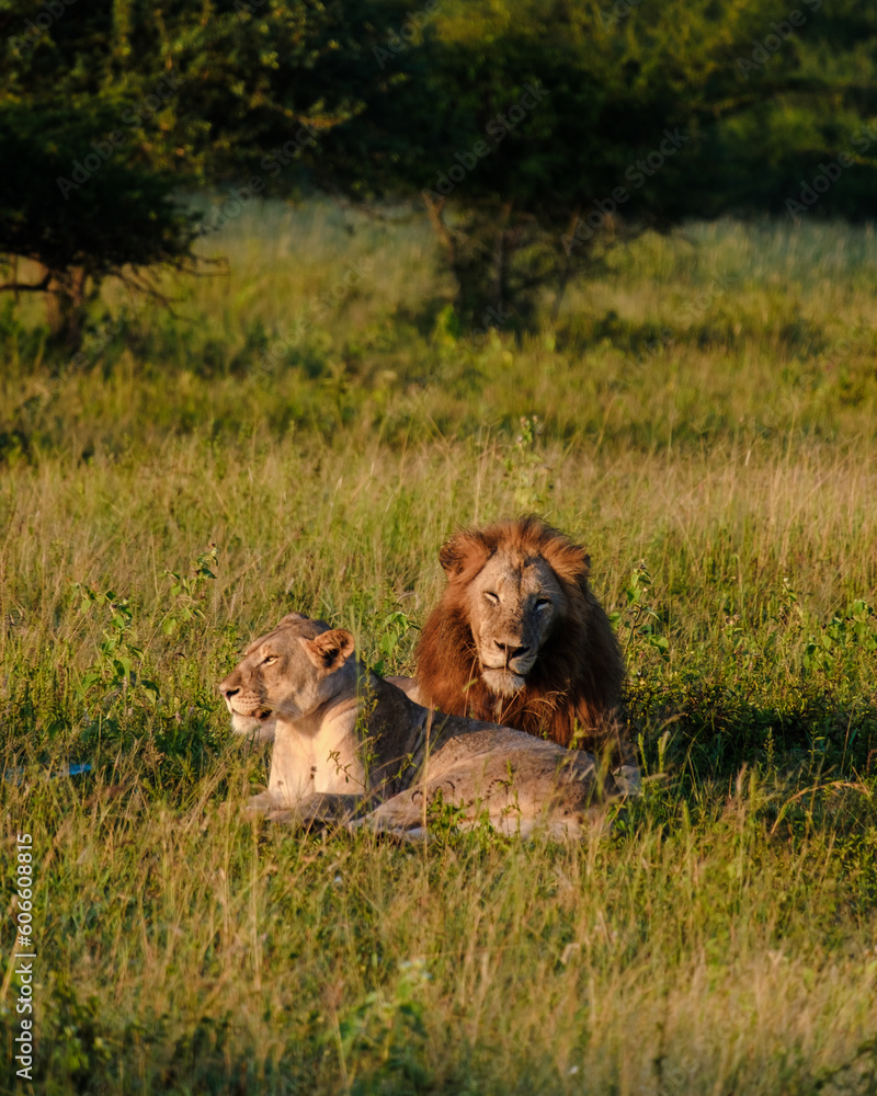 African Lions during safari game drive in Kruger National Park South Africa. close up of Lions African Lions during safari game drive in Kruger National Park South Africa. close up of Lions