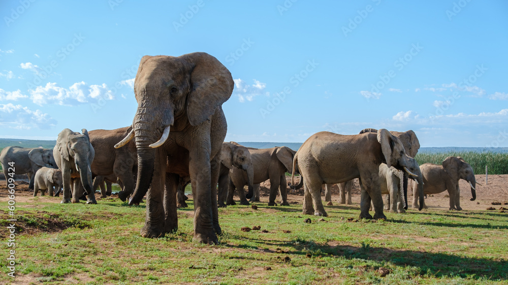 Fototapeta premium Addo Elephant Park South Africa, Family of Elephants in Addo elephant park in the morning during a game drive at safari vacation