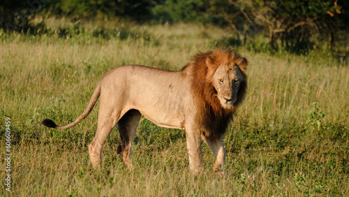 Wallpaper Mural African Lions during safari game drive in Kruger National Park South Africa. close up of Lions looking into the camera Torontodigital.ca