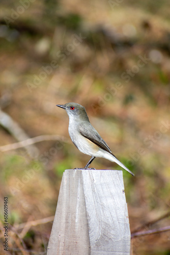 Pajaro parado sobre Tronco