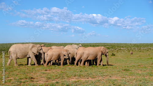 Addo Elephant Park South Africa  Family of Elephants in Addo elephant park  a large group of African Elephants walking in the green grass with a blue sky