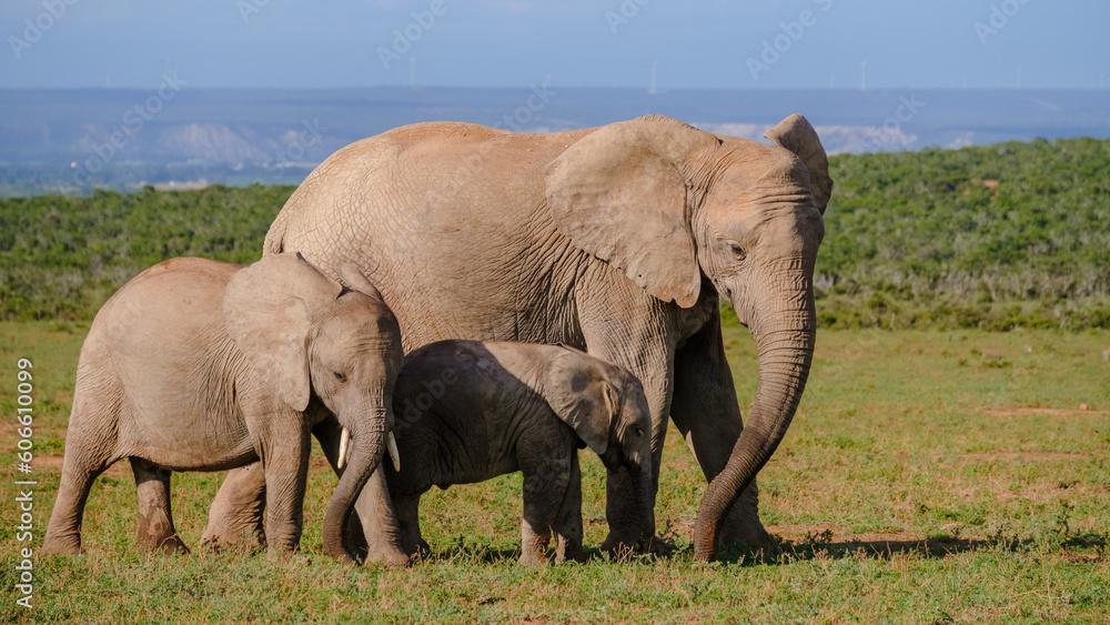 Addo Elephant Park South Africa, Family of Elephants in Addo elephant park, a large group of African Elephants Addo Elephant Park South Africa, Family of Elephants in Addo elephant park, a large group of African Elephants