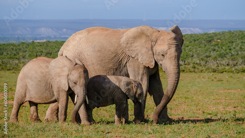 Addo Elephant Park South Africa, Family of Elephants in Addo elephant park, a large group of African Elephants © Chirapriya