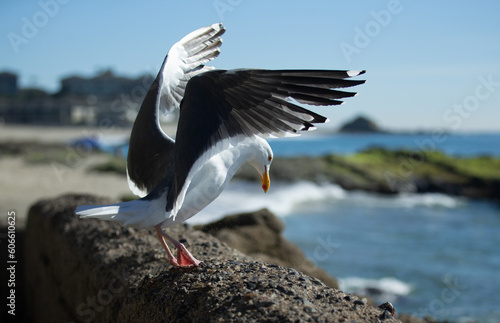 seagull landing