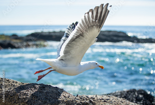 seagull taking off