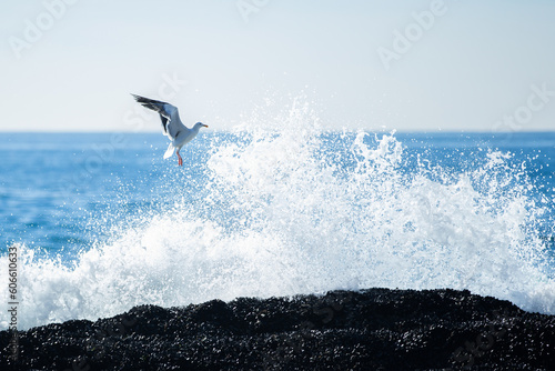 seagull flying near wave crashing