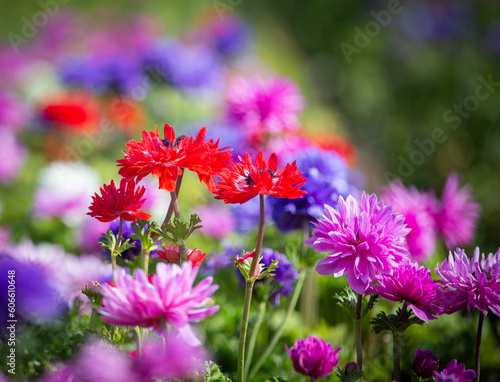 field of colorful flowers