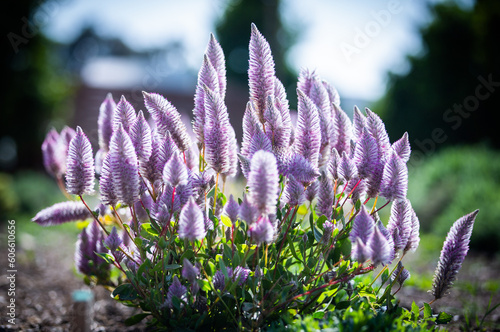 purple plant