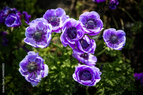 bunch of purple flowers