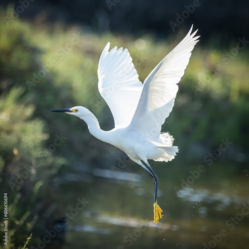 white crane