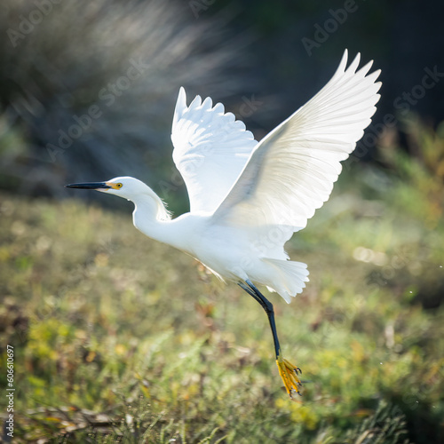 white crane taking off in flight