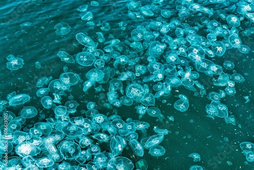 Hundreds of Jellyfish in blue water. High quality photo