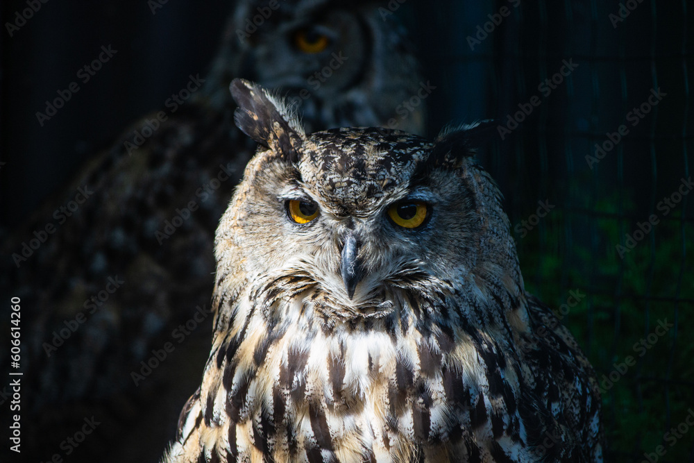 Eastern screech owl close up head shot. Megascops asio. High quality photo Eastern screech owl close up head shot. Megascops asio. High quality photo