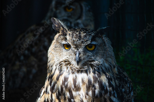 Eastern screech owl close up head shot. Megascops asio. High quality photo