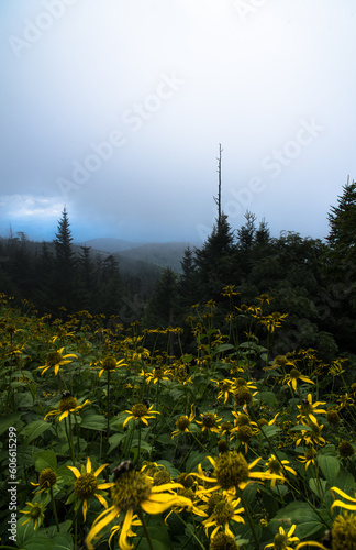 flowers in the mountains