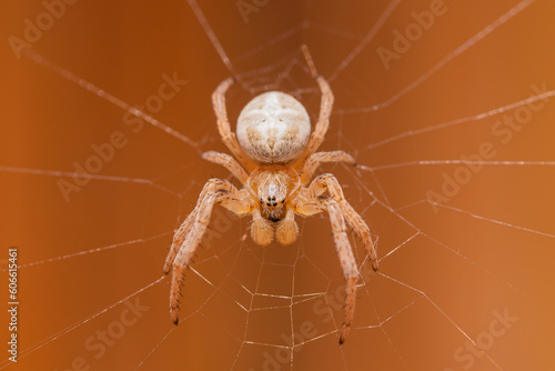 Adult male of European garden spider (Araneus diadematus) sitting on web at orange background
